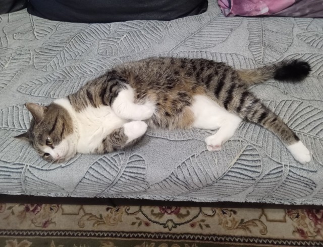 Первый Котовторник 2024