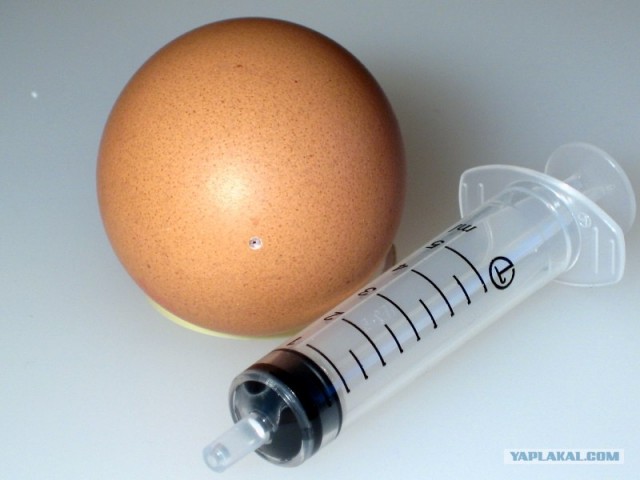 Цеппелин из яйца (30 фото)