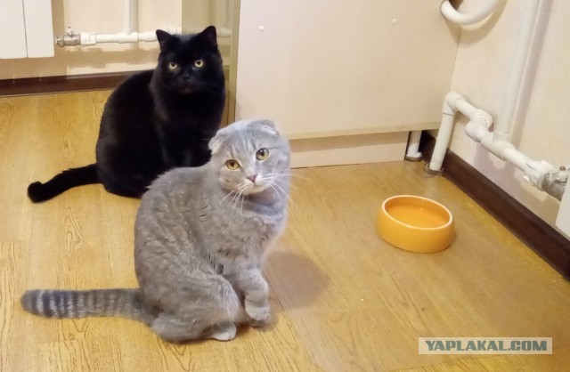 Мой котяра