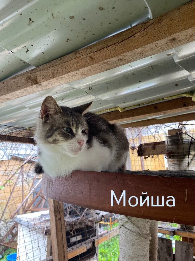 Жизнь домашнего приюта "Котоленд" 445