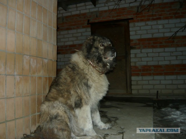 От тюрьмы и от сумы-2(новый дом)