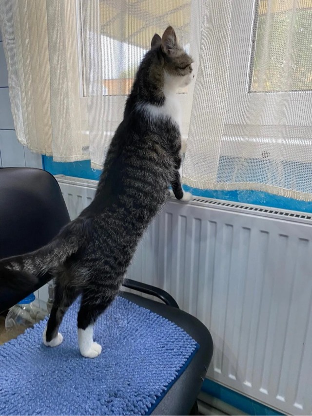 К котовторнику
