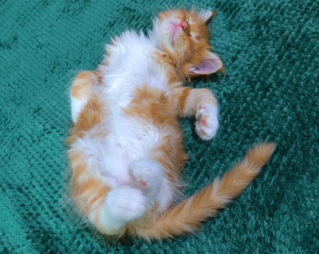 Ещё один первый котовторник