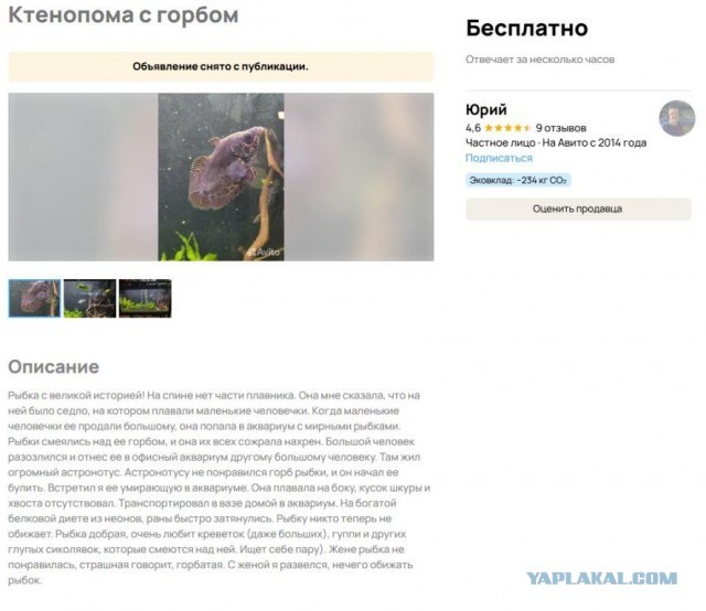 Кинули на гамнито