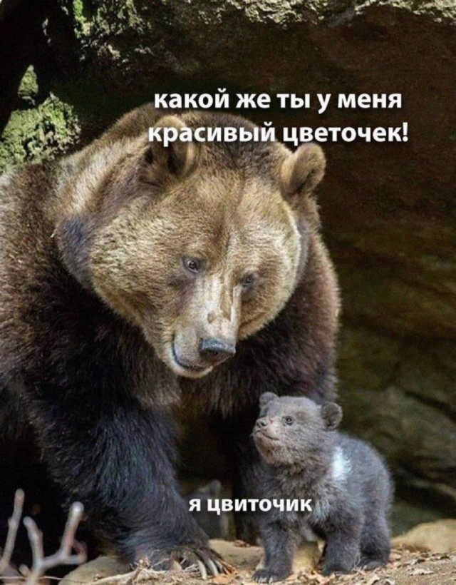Небаянистая деградация 7