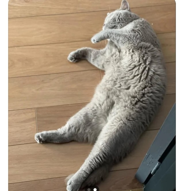 Чутка кошек