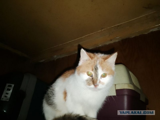 Жизнь домашнего приюта для котеек 571