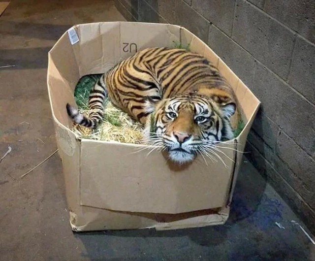 Коты и коробки