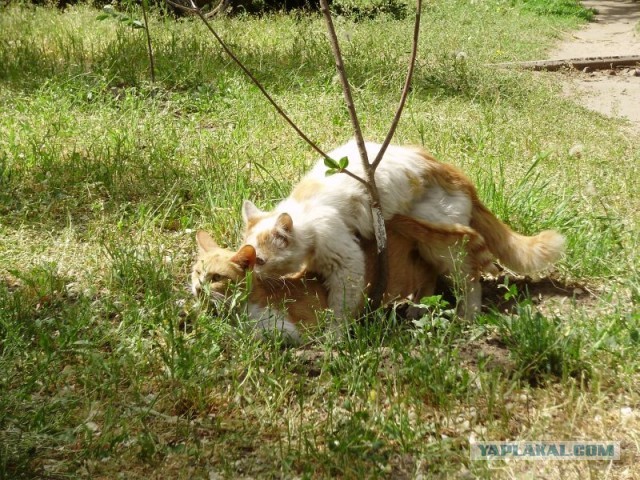 Сходили на пикник а там секАс кругом