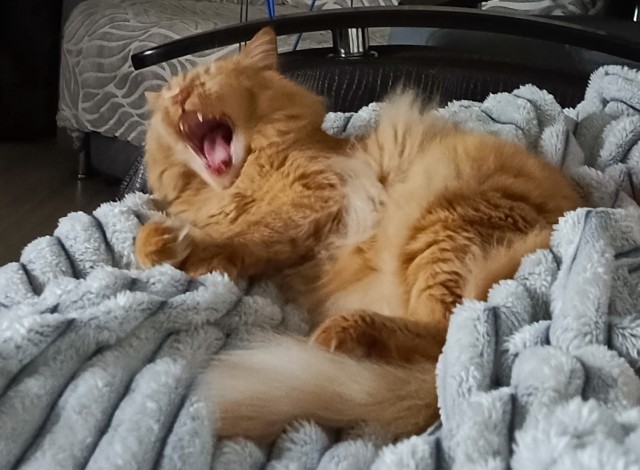 Кошкина зевота