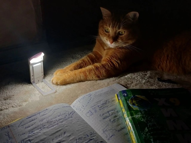 Очередной котовторник