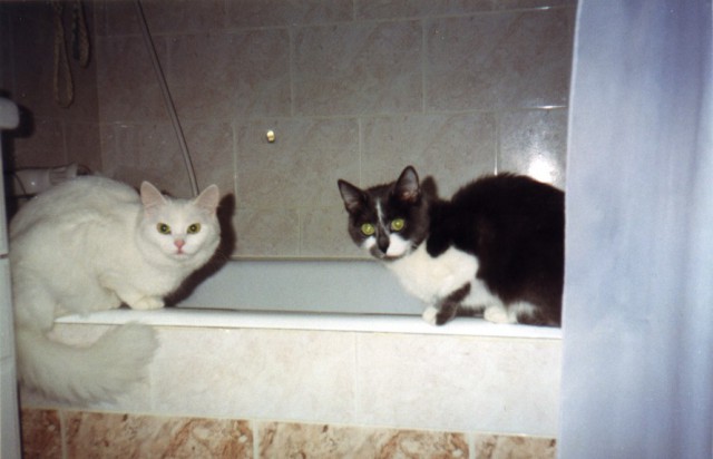 Сегодня мыли котов :3