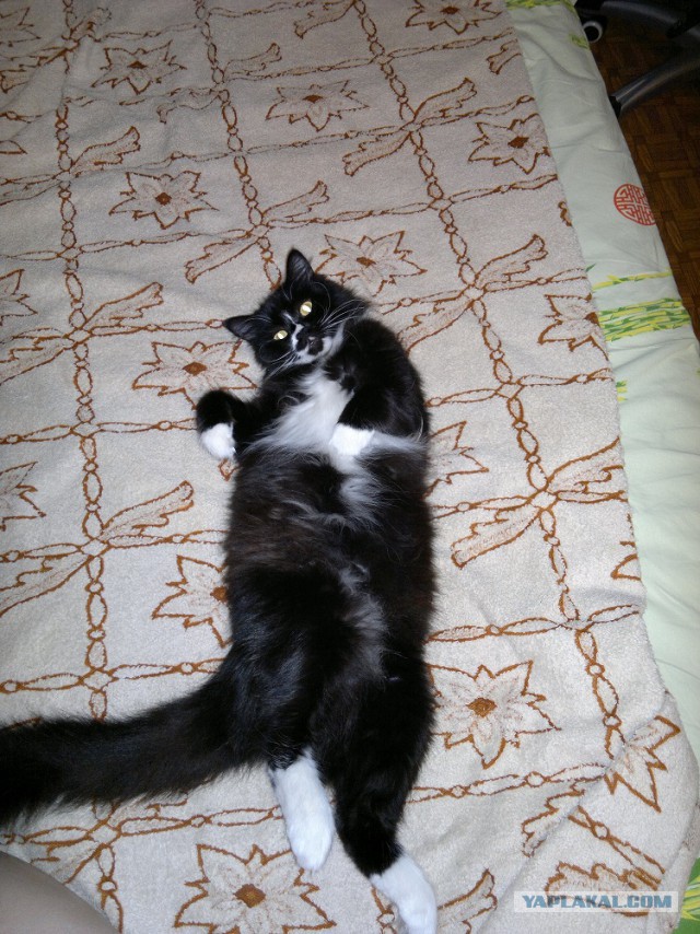 Котовторник 6.05.2014