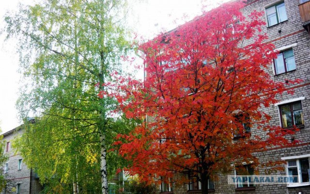 Хочу в Россию.