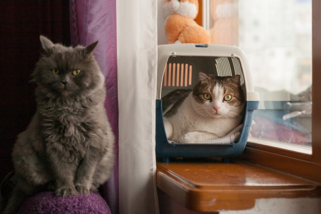 Котовторник