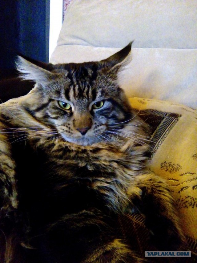 Котовторник 04.08.2015