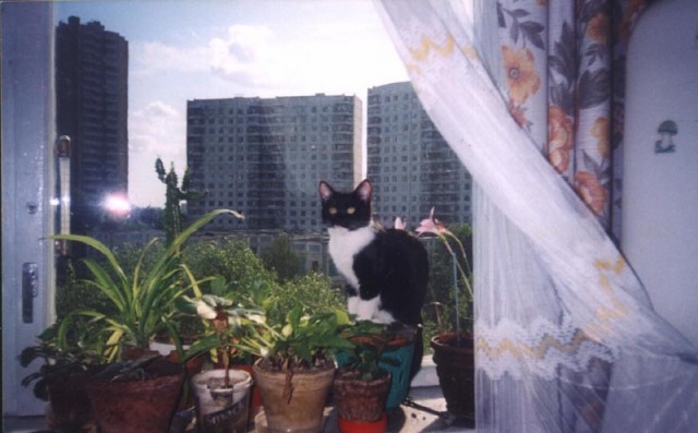 Коты, кошки, котята
