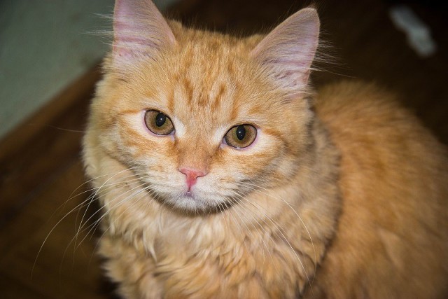Котовторник