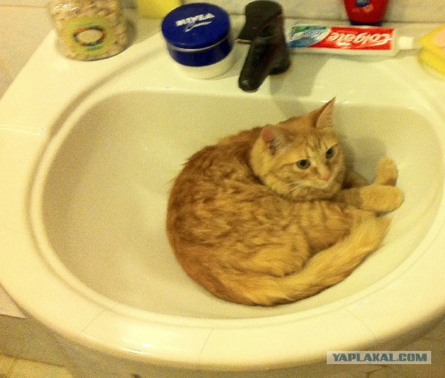 Кошка, которая спит не там (котовторнику посвящается)