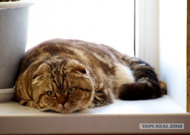 Котейки пост