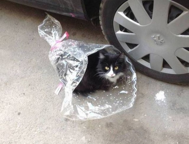 Коты из сети