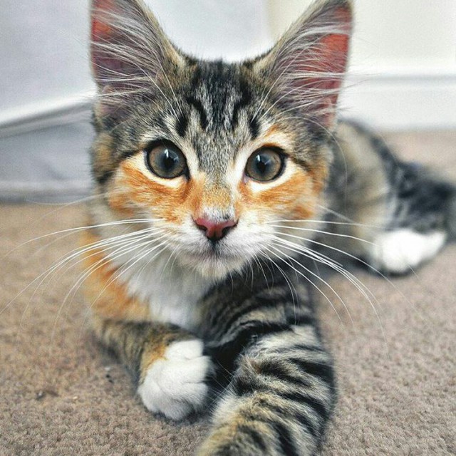 Коты и Кошки