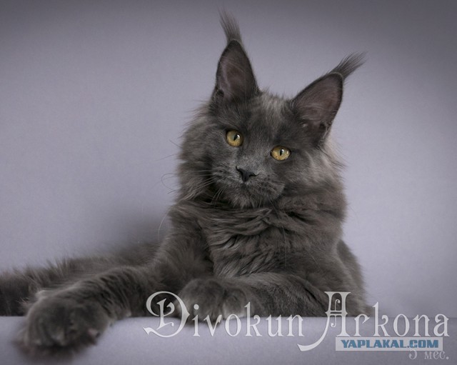 Котовторник 31.10.2017