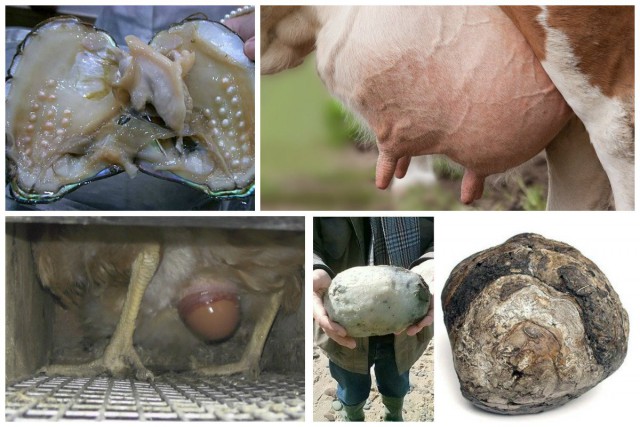 Что такое спермацет и еще несколько ответов на вопрос - как это образуется