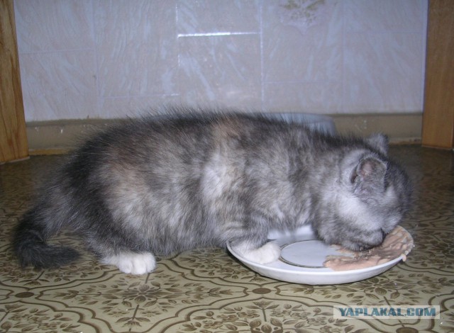 Котовторник 16.01.2018