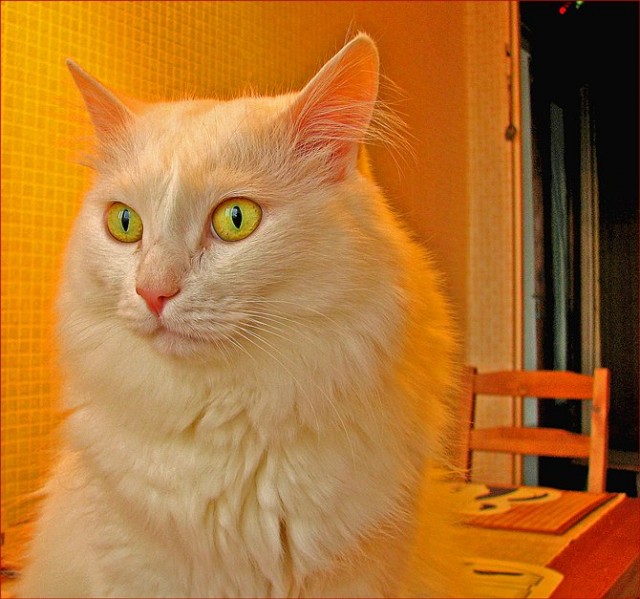 Забыли котовторник? А вот он!