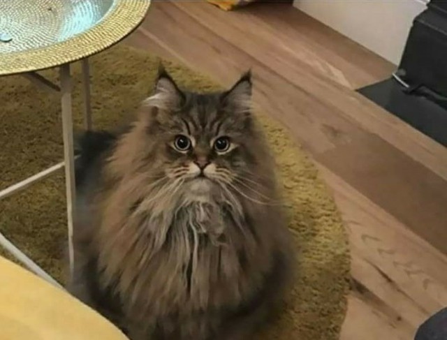 Прикольных котов пост