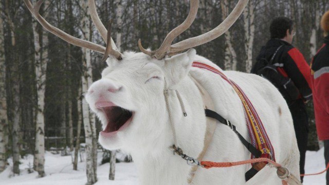 Живность из сети