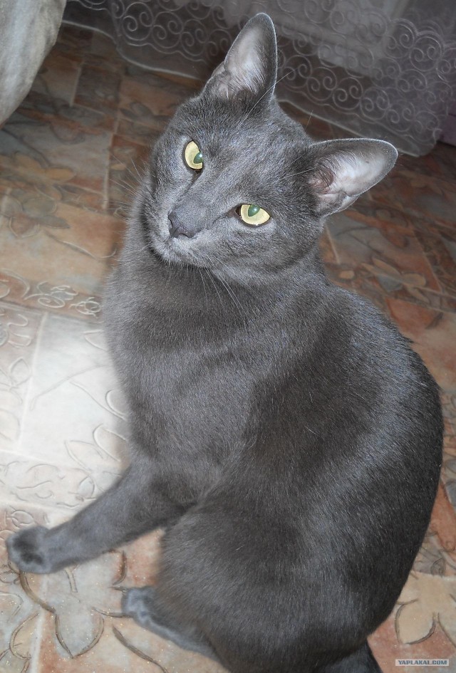 Котовторник 17 января