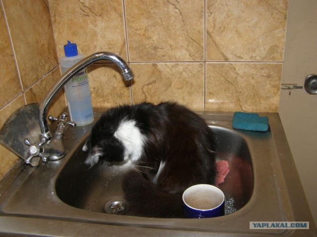 Котовторник (31.01.2012)