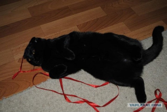 Котовторник (21.02.2012)