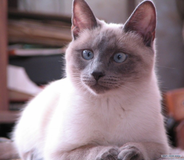 Котовторник 27.03.2012