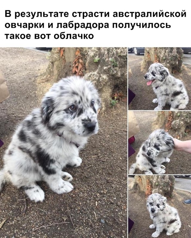 Живность из сети