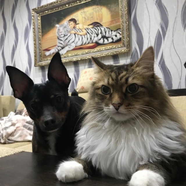 Уже не котовторник, но еще и не собакочетверг