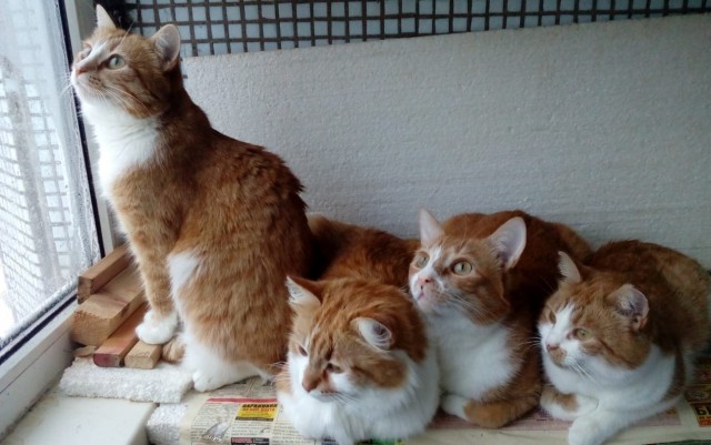 Котики