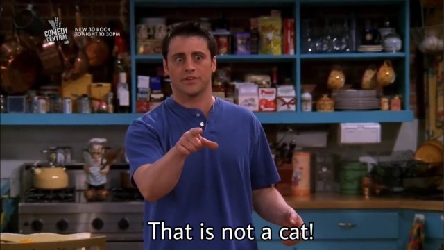 Найди кота!