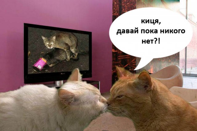 Мир глазами котов