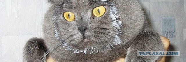 Исследование: российские девочки становятся умнее мальчиков