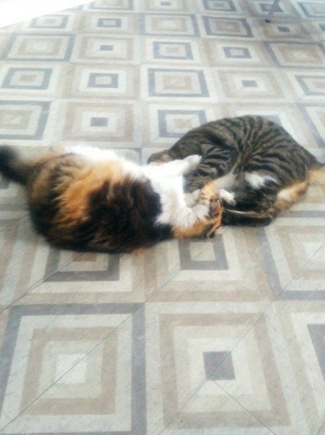 Котовторник же очередной
