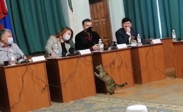 В Пскове на обсуждение городского бюджета пришёл кот
