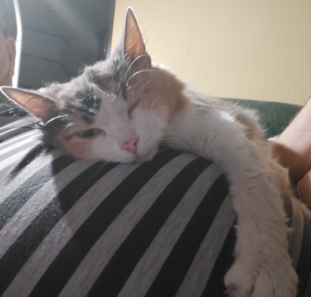 С праздником и котофторником!