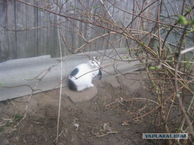 Жизнь домашнего приюта для котеек 390