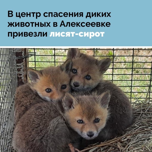 Пандемия. Коронавирус и съехавшие крыши. Россия и мир. Часть 33.