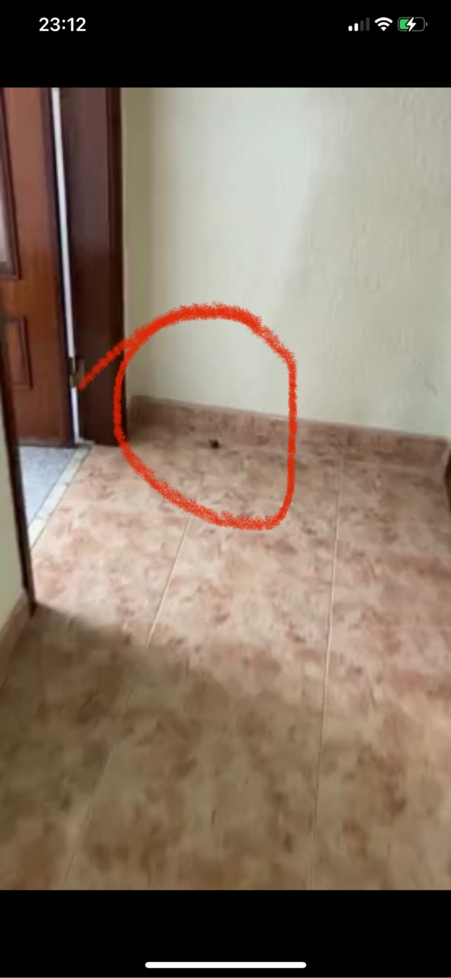Кота не обманешь