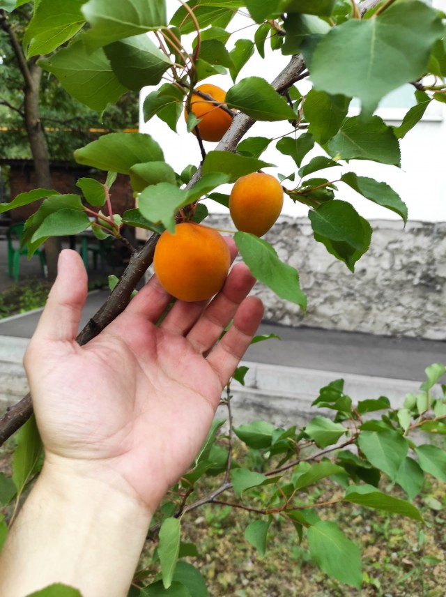 Базар в Ростове на фоне санкций. Продукты и цены. Фотоотчет