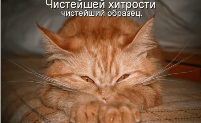 Дарвин заинтересованно наблюдает